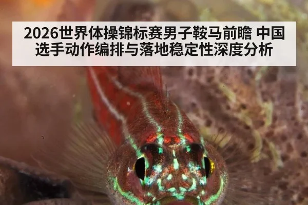 2026世界体操锦标赛男子鞍马前瞻 中国选手动作编排与落地稳定性深度分析